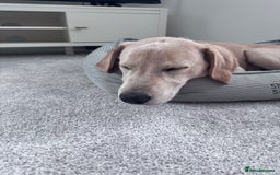Labrador Retriever dogs for sale: 6 month Old Golden lab - Image 3