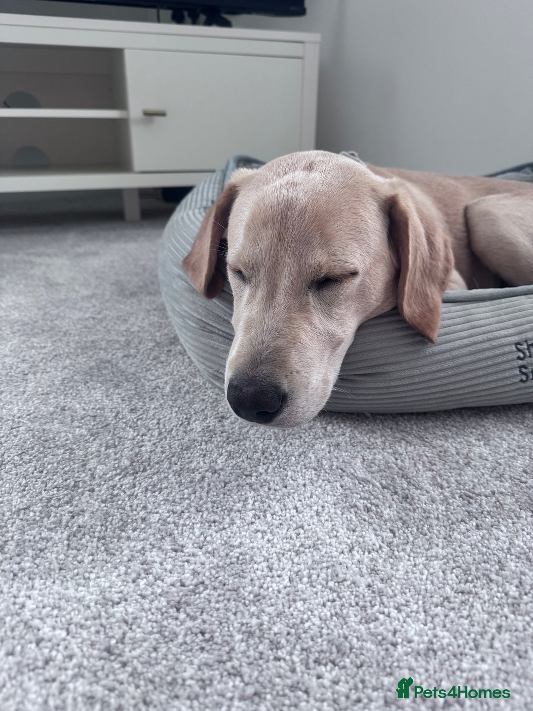 Labrador Retriever dogs for sale: 6 month Old Golden lab - Image 3