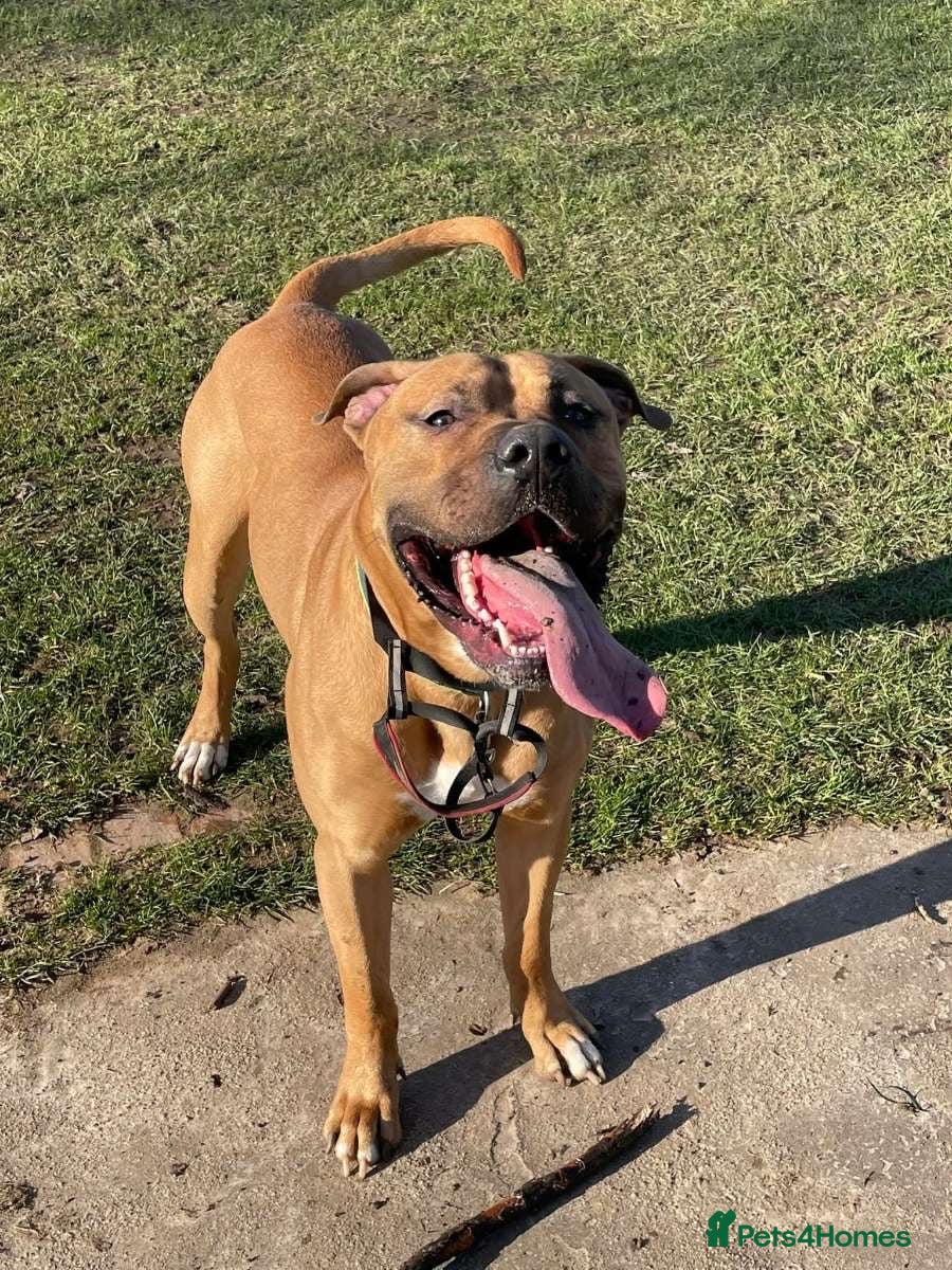 Presa Canario dogs Sully presa canario  in Eastleigh - Advert 1