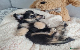 Chipoo dogs for sale: 4  Stunning chipoo puppies  - Image 24