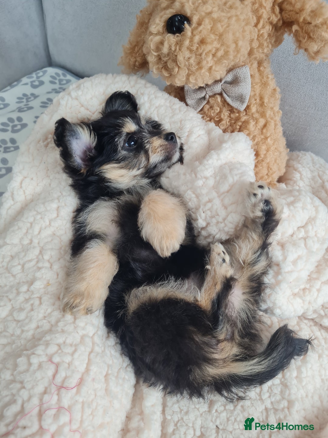 Chipoo dogs for sale: 4  Stunning chipoo puppies  - Image 24