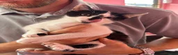 Mixed Breed cats for sale: Gorgeous kittens looking for forever homes - Advert 3