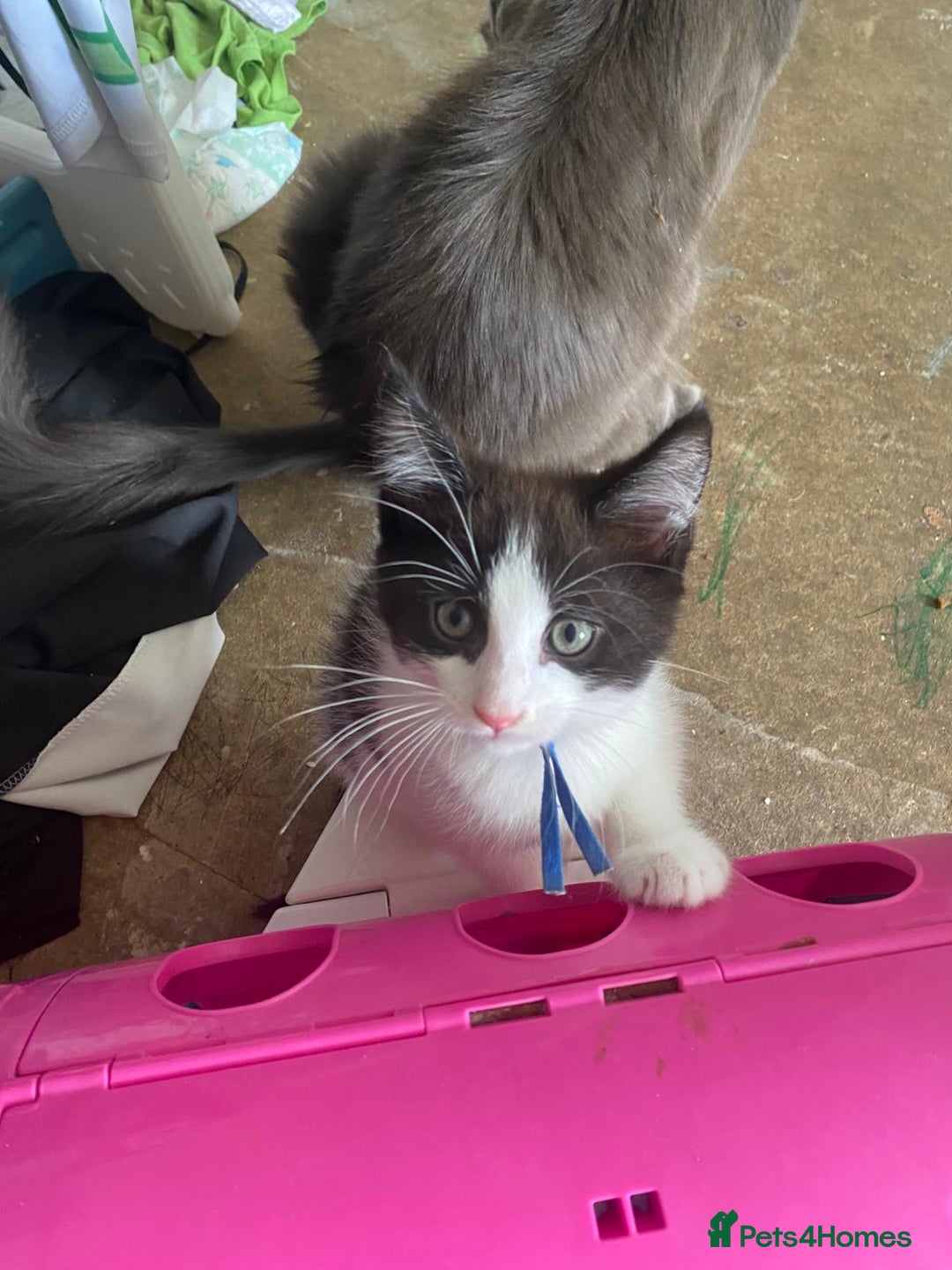 Maine Coon cats for sale: Beautiful male Maine coon cross  - Image 8