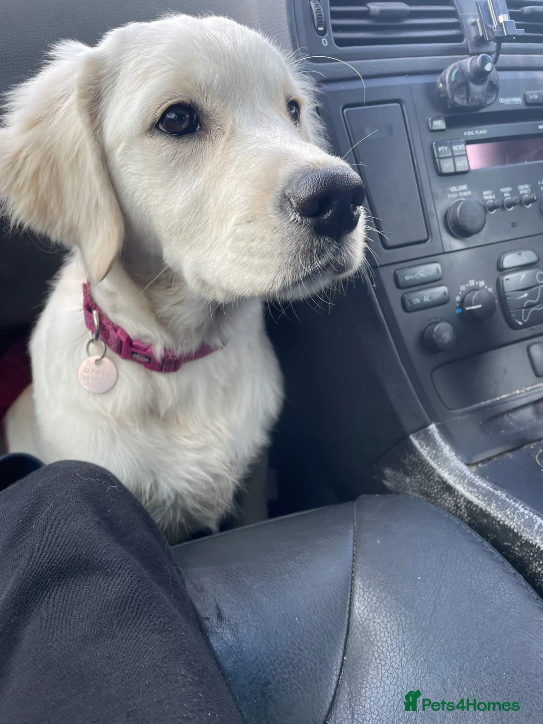 Golden Retriever dogs for sale: KC Golden Retriever Puppies Cream/Orange - Advert 2