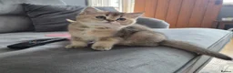 British Shorthair cats for sale: Golden British babies - Advert 22