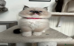 Ragdoll cats for sale: Adorable ragdoll kittens - Image 8