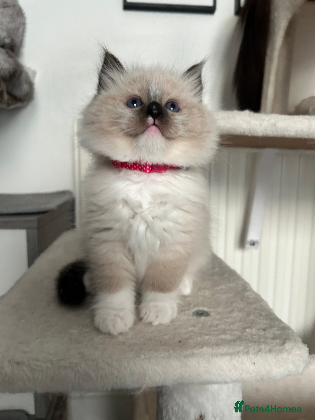 Ragdoll cats for sale: Adorable ragdoll kittens - Image 8