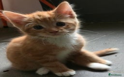 Mixed Breed cats for sale: Kittens for sale - Image 23