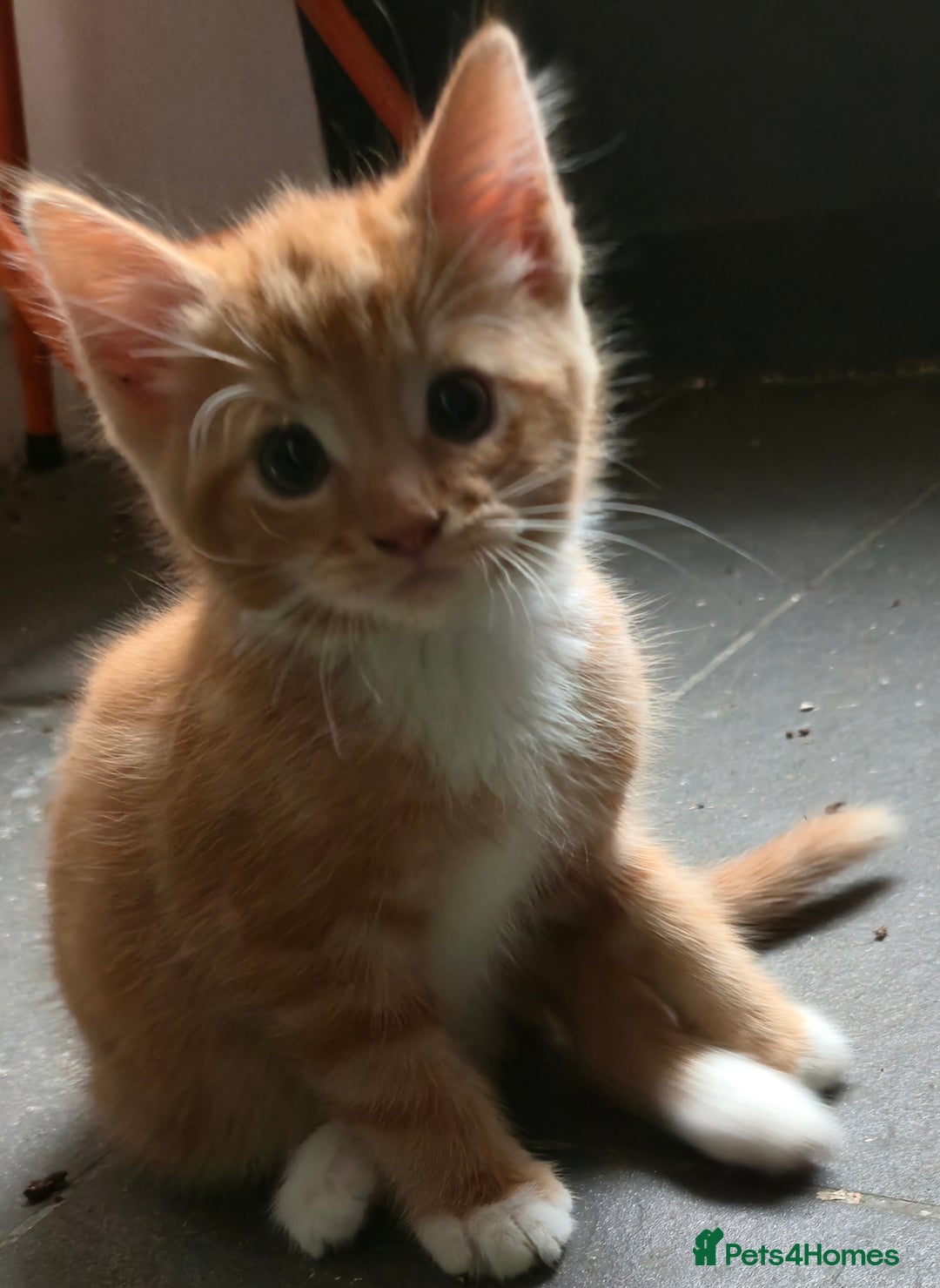 Mixed Breed cats for sale: Kittens for sale - Image 23