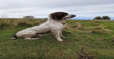 Springador dogs Springador Puppies - Advert 5