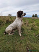 Springador dogs Springador Puppies - Advert 5