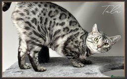 Bengal cats for sale: Silver Spotted Bengal Siblings Haja And Tala - Image 16