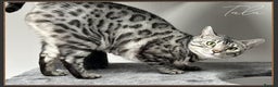 Bengal cats for sale: Silver Spotted Bengal Siblings Haja And Tala - Advert 16