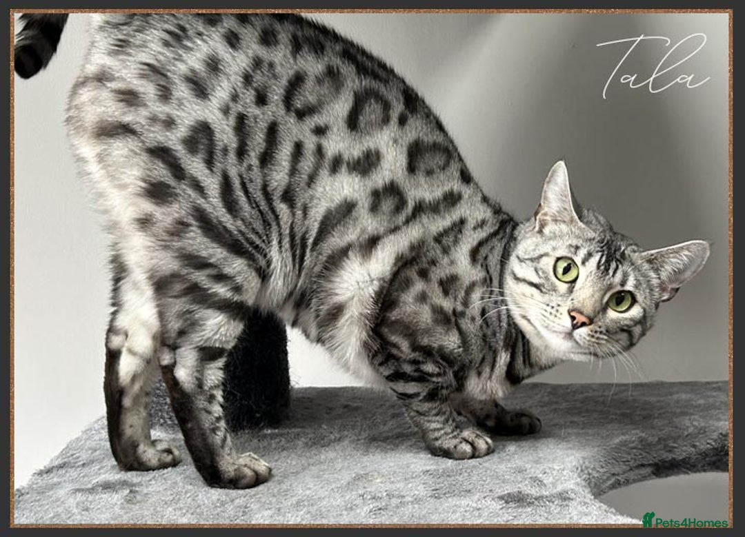 Bengal cats for sale: Silver Spotted Bengal Siblings Haja And Tala - Image 16