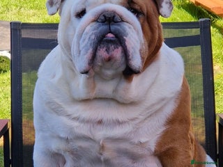 English Bulldog dogs For stud: Jaxx 9 Champions in bloodline in Brighouse - Advert 9