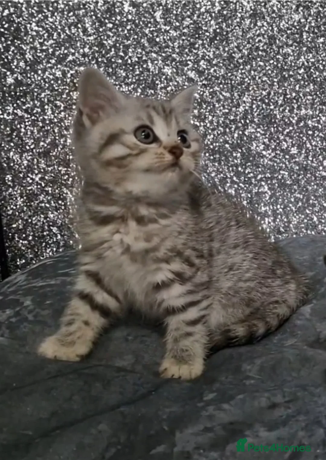 British Shorthair cats for sale: 1 Boy and 1 Girl Silver Tabby BSH - Advert 2