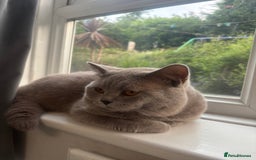 British Shorthair cats for sale: Beautiful British Shorthair Kittens - Image 4