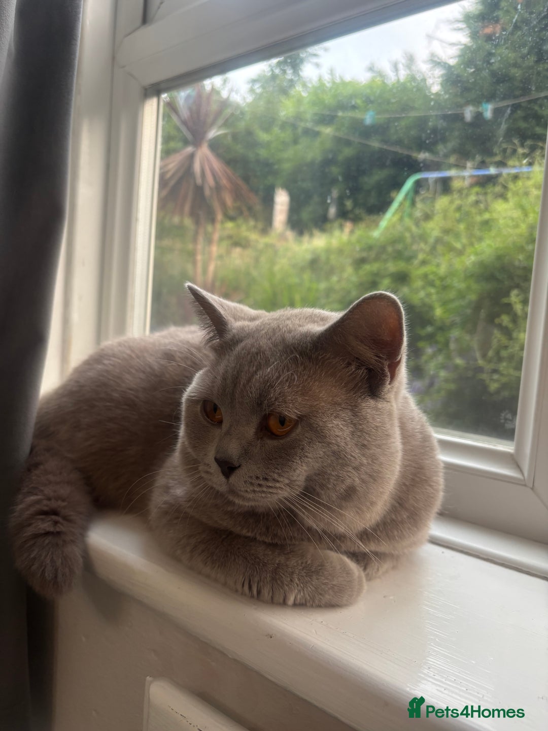 British Shorthair cats for sale: Beautiful British Shorthair Kittens - Image 4