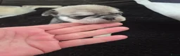 Pug dogs for sale: Male pugs - Advert 9