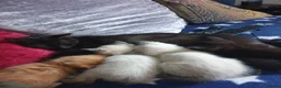 Siamese cats for sale: Siamese/ Ghost tabby  - Advert 4