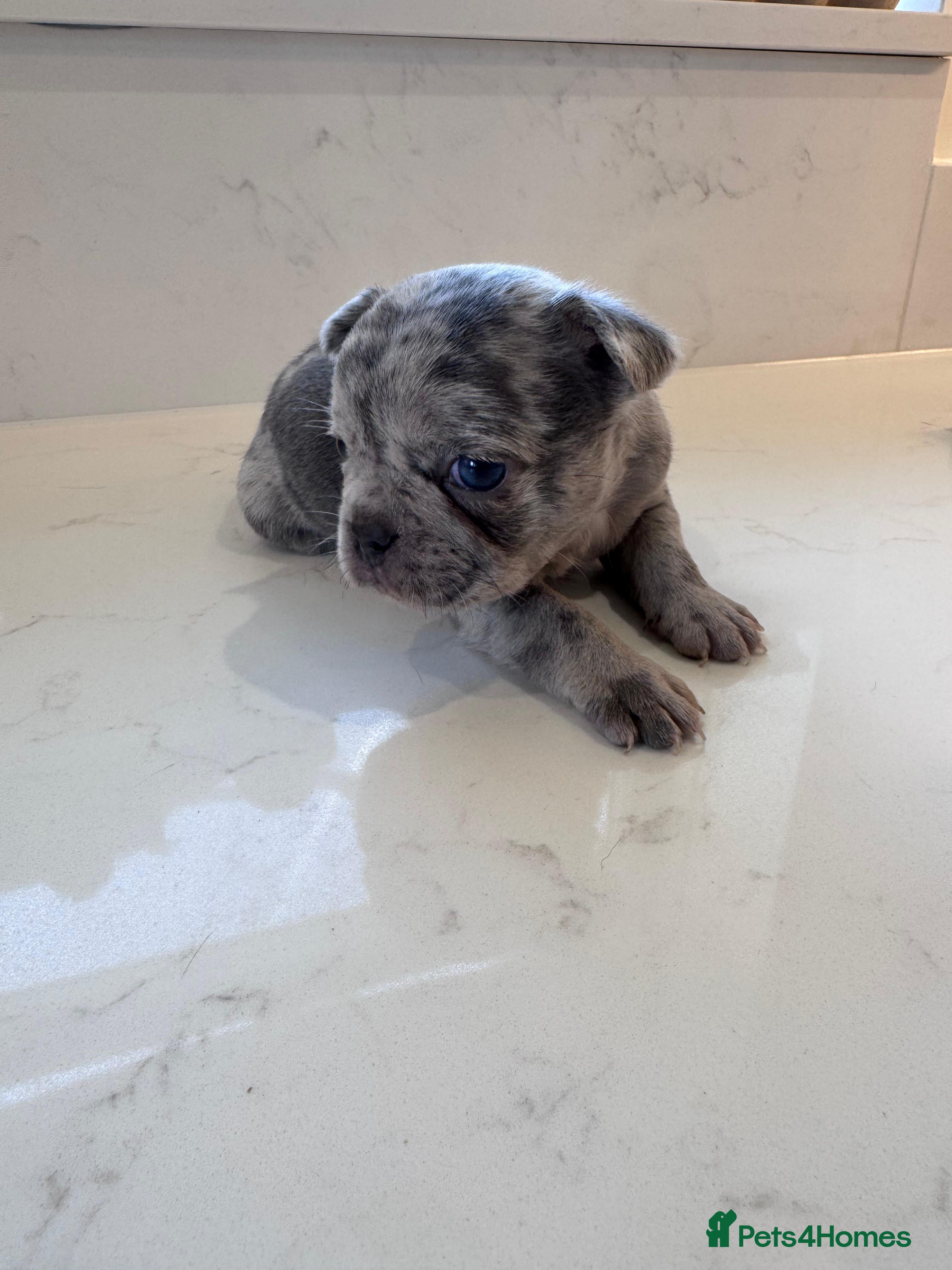 French Bulldog dogs Pink fluffy mum Merle dad  - Advert 1