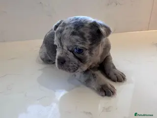 French Bulldog dogs Pink fluffy mum Merle dad - Advert 1