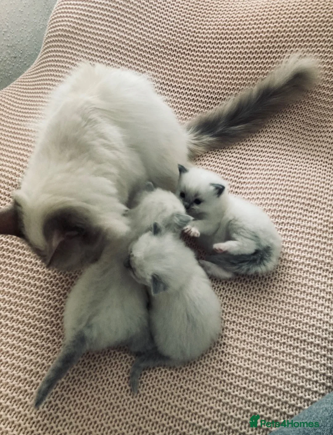 Ragdoll cats for sale: Beautiful pedigree ragdoll kittens  in Petersfield - Advert 1