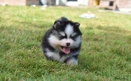Pomsky dogs for sale: Genuine Toy Size Pomskies - Image 12