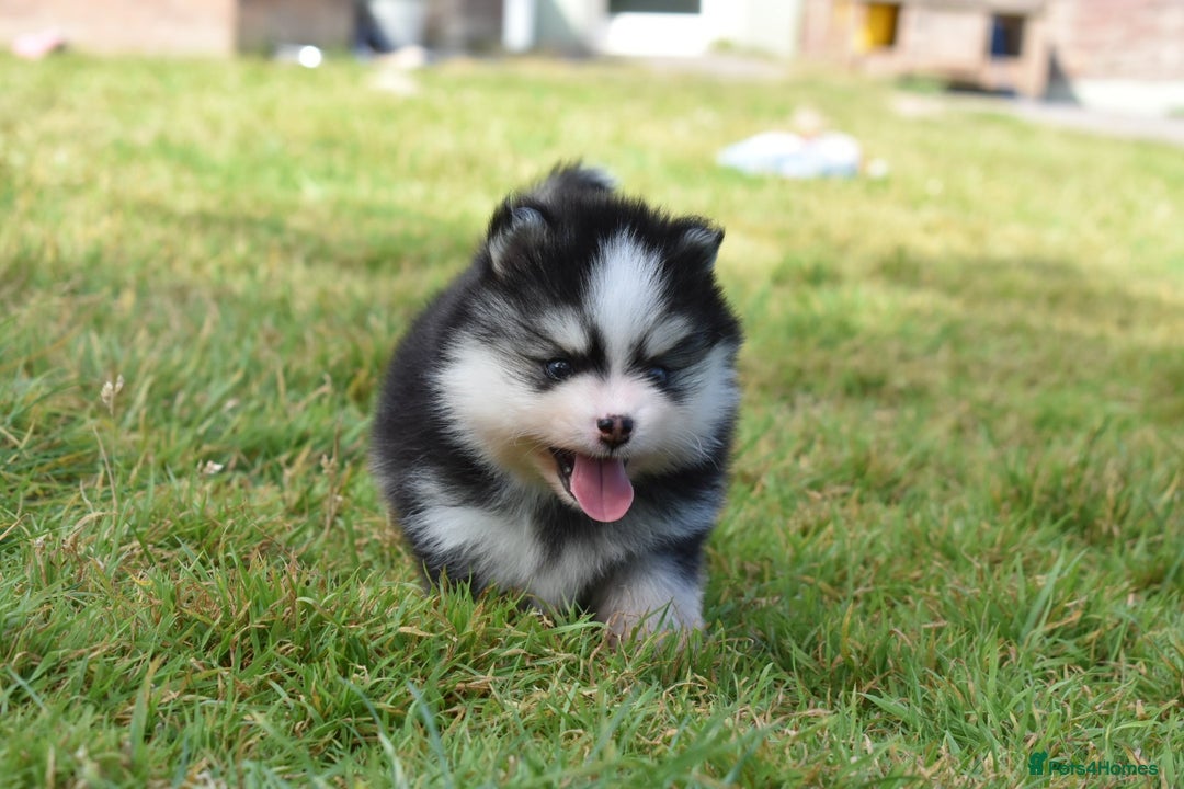 Pomsky dogs for sale: Genuine Toy Size Pomskies - Image 12
