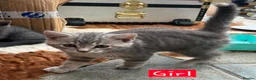 Mixed Breed cats for sale: 2 Grey Kittens  - Advert 20