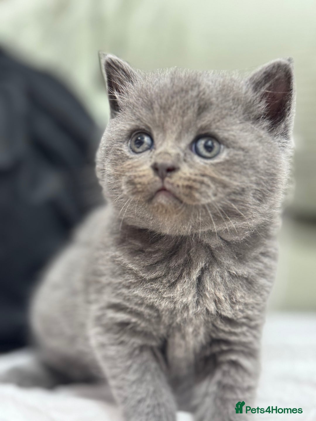 British Shorthair cats for sale: Kittens for sale - Image 4