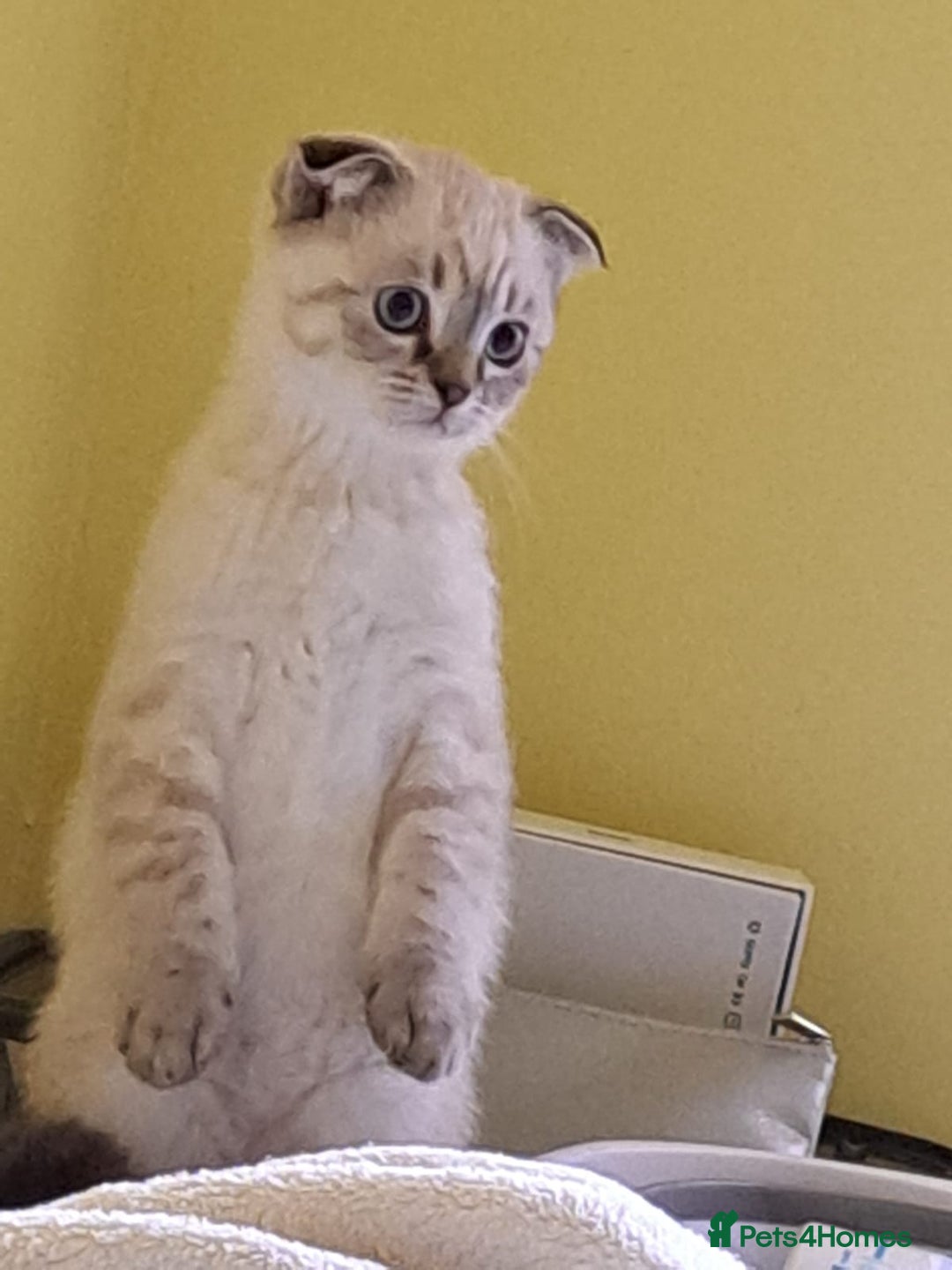 Scottish Fold cats for sale: Scottish fold kittens  - Image 30