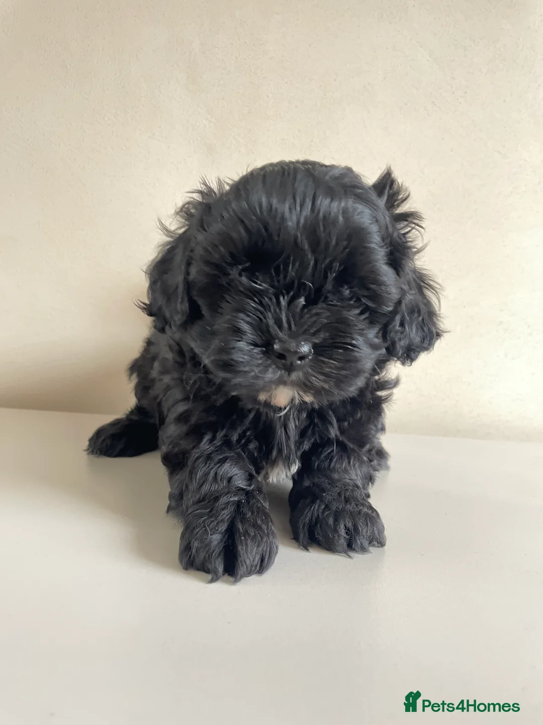 Shihpoo dogs for sale: Shihpoo pups DNA health tested dad - Advert 1