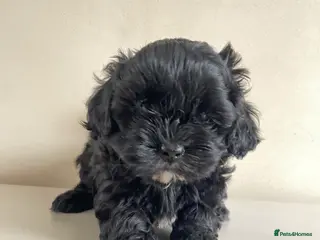 Shihpoo dogs Shihpoo pups DNA health tested dad - Advert 1