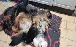 Border Terrier dogs for sale: KC REG SLEM CLEAR PUPPIES - Image 5