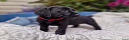 Springador dogs for sale: BEAUTIFUL SPRINGADOR PUPPIES - Advert 15