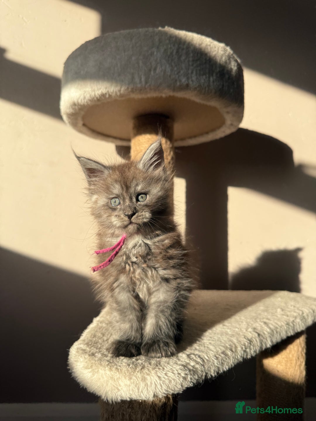 Maine Coon cats for sale: LAST Female Black Smoke Maine Coon kittens - Advert 7