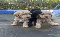 Cavapoo dogs for sale: Cavapoo girls and boys  - Image 7