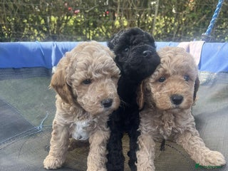 Cavapoo dogs - Advert 26