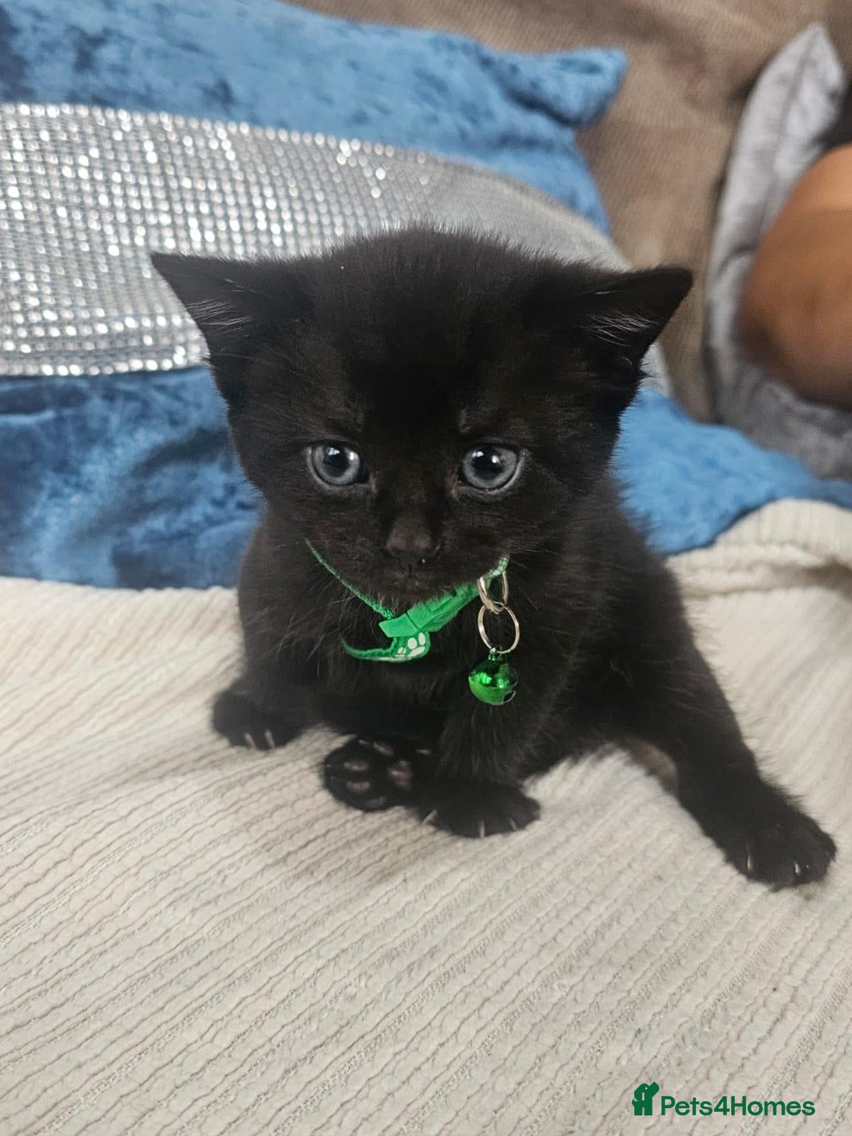 Mixed Breed cats for sale: ✨ 😺 Stunning Kittens - Advert 2
