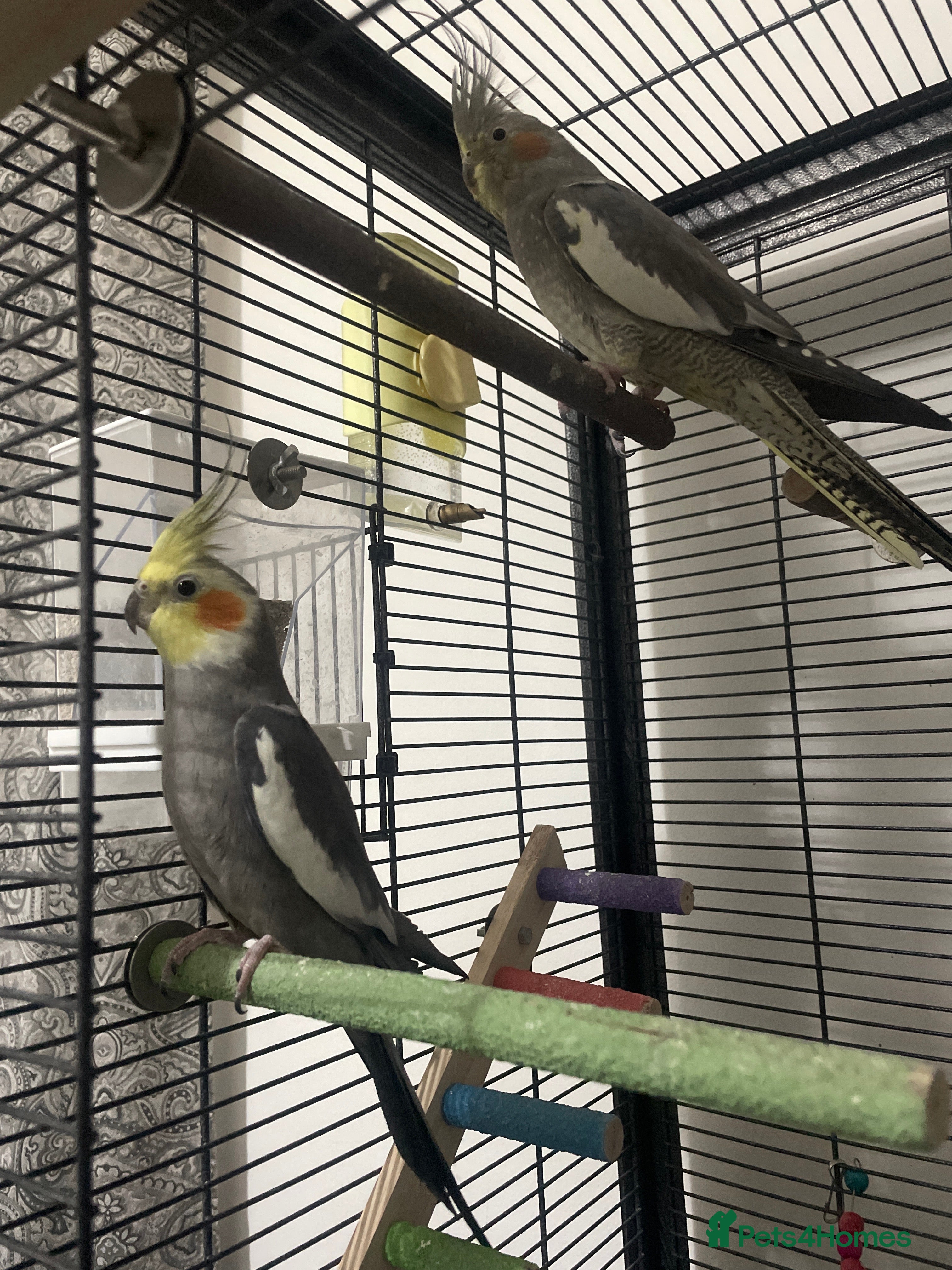 Cockatiels birds 2 Cocktails  - Advert 1