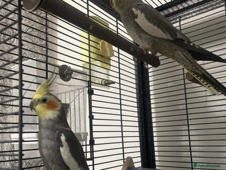 Cockatiels birds 2 Cocktails - Advert 1