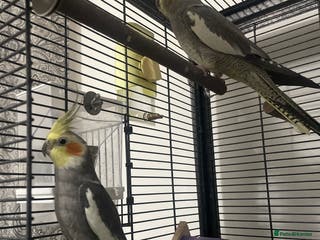 Cockatiels birds 2 Cocktails - Advert 5
