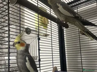 Cockatiels birds 2 Cocktails - Advert 9