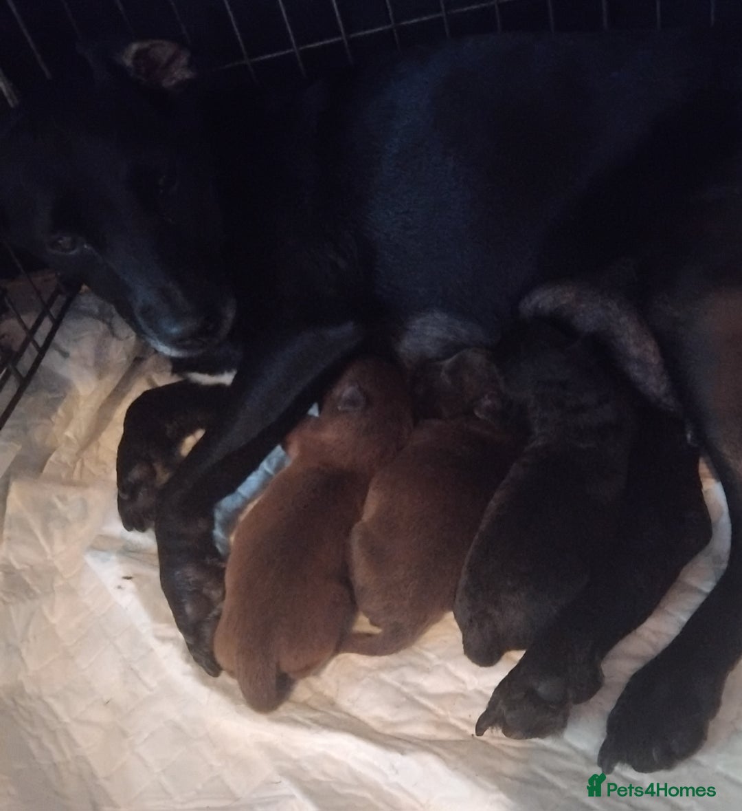Patterdale Terrier dogs for sale: 2 beautiful female Patterdale pups  - Image 10