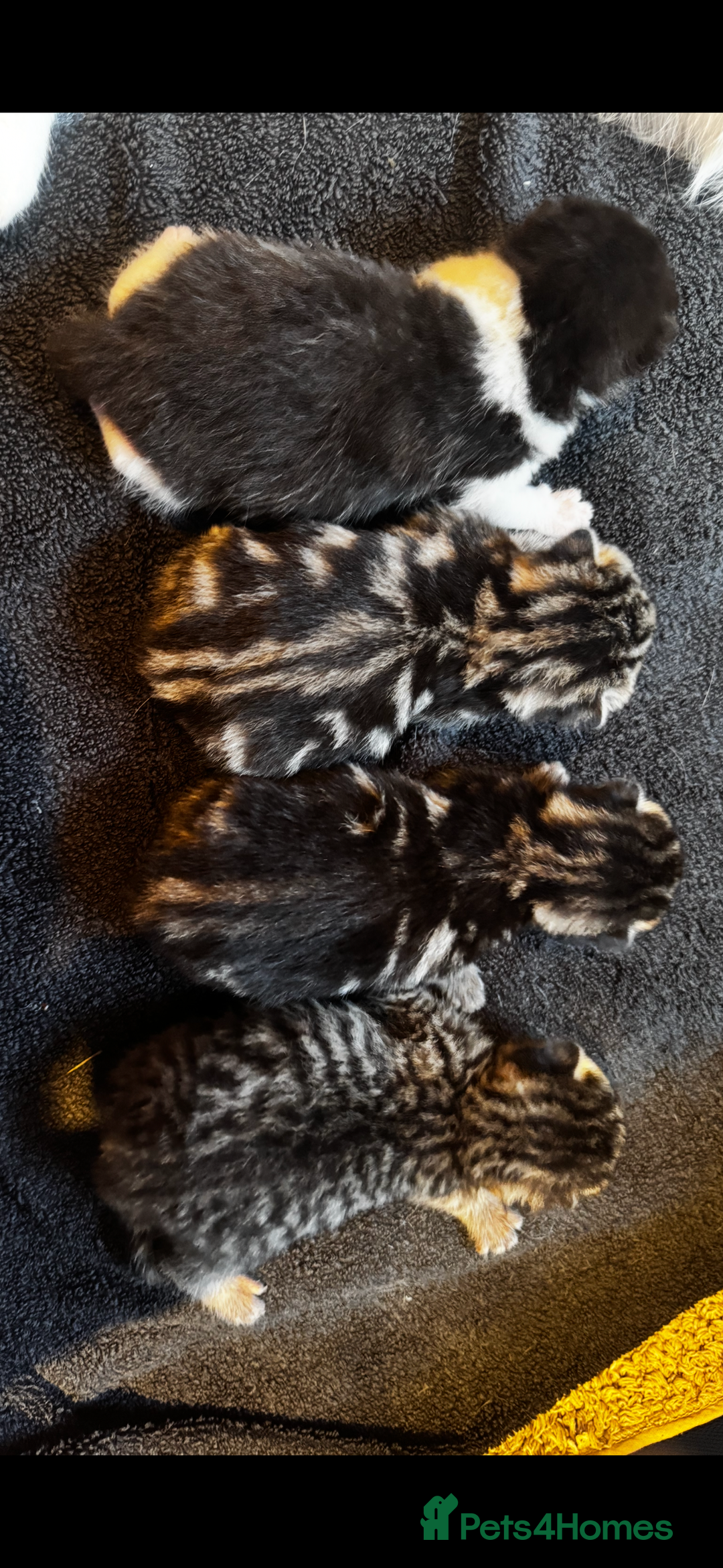 Mixed Breed cats for sale: Stunning  unique kittens  - Image 3