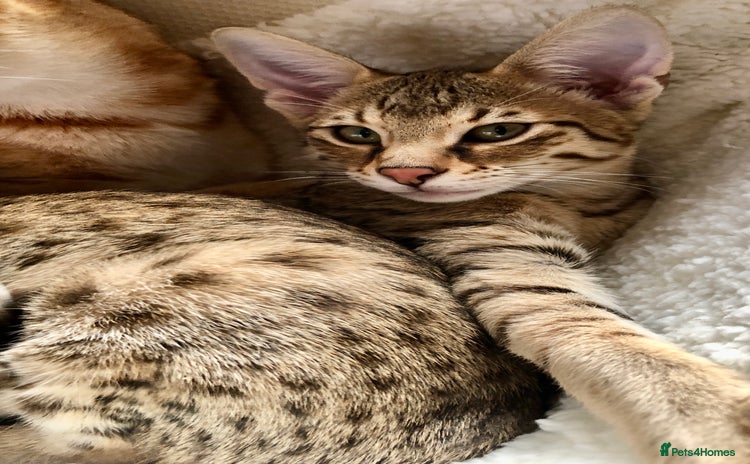 Savannah cats - Advert 4