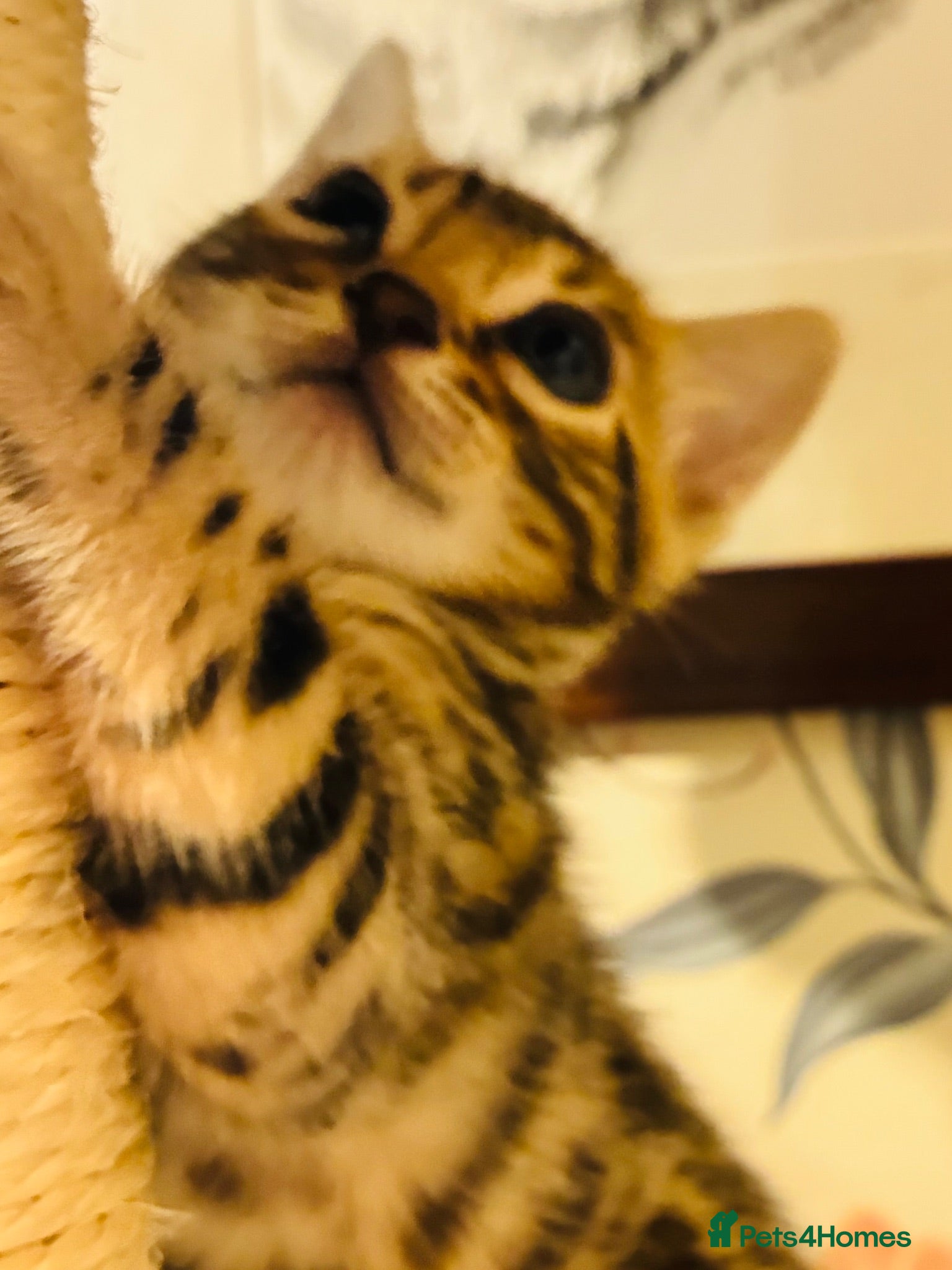 Bengal cats FINAL KITTEN!! Beautiful Bengal kittens .  - Advert 2