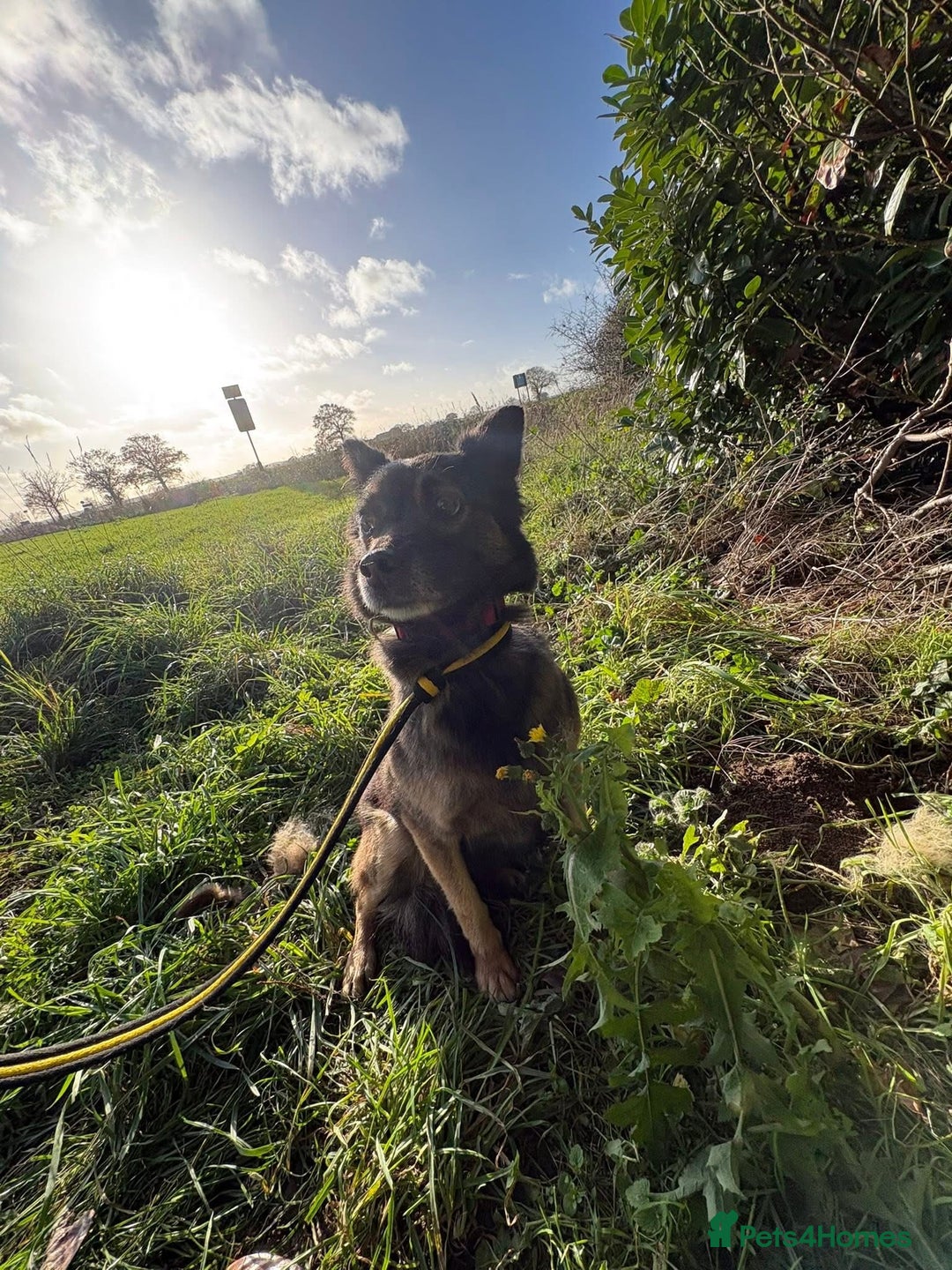 Mixed Breed dogs for adoption: Shona - Norwich Norfolk  - Advert 12