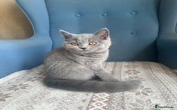 British Shorthair cats for sale: 💙 3 Gorgeous British Blue Kittens Available 💙 - Image 4